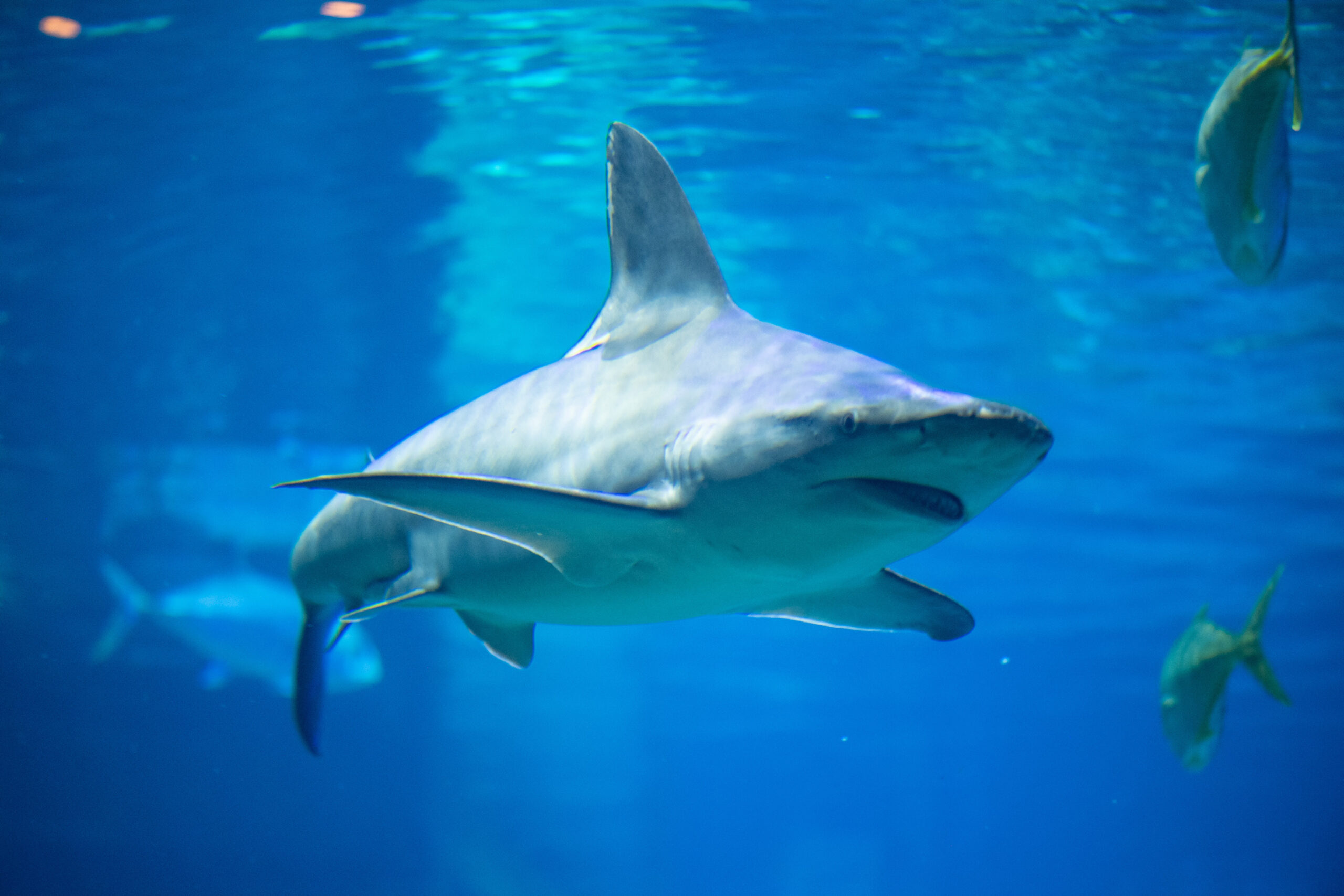 SeaWorld celebra Mes de Concientización sobre Tiburones con iniciativas que preservan la especie