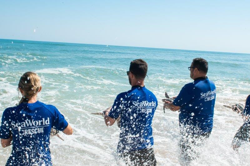 SeaWorld supera 40 mil rescates resaltando la necesidad de ayudar a animales marinos enfermos, heridos y huérfanos