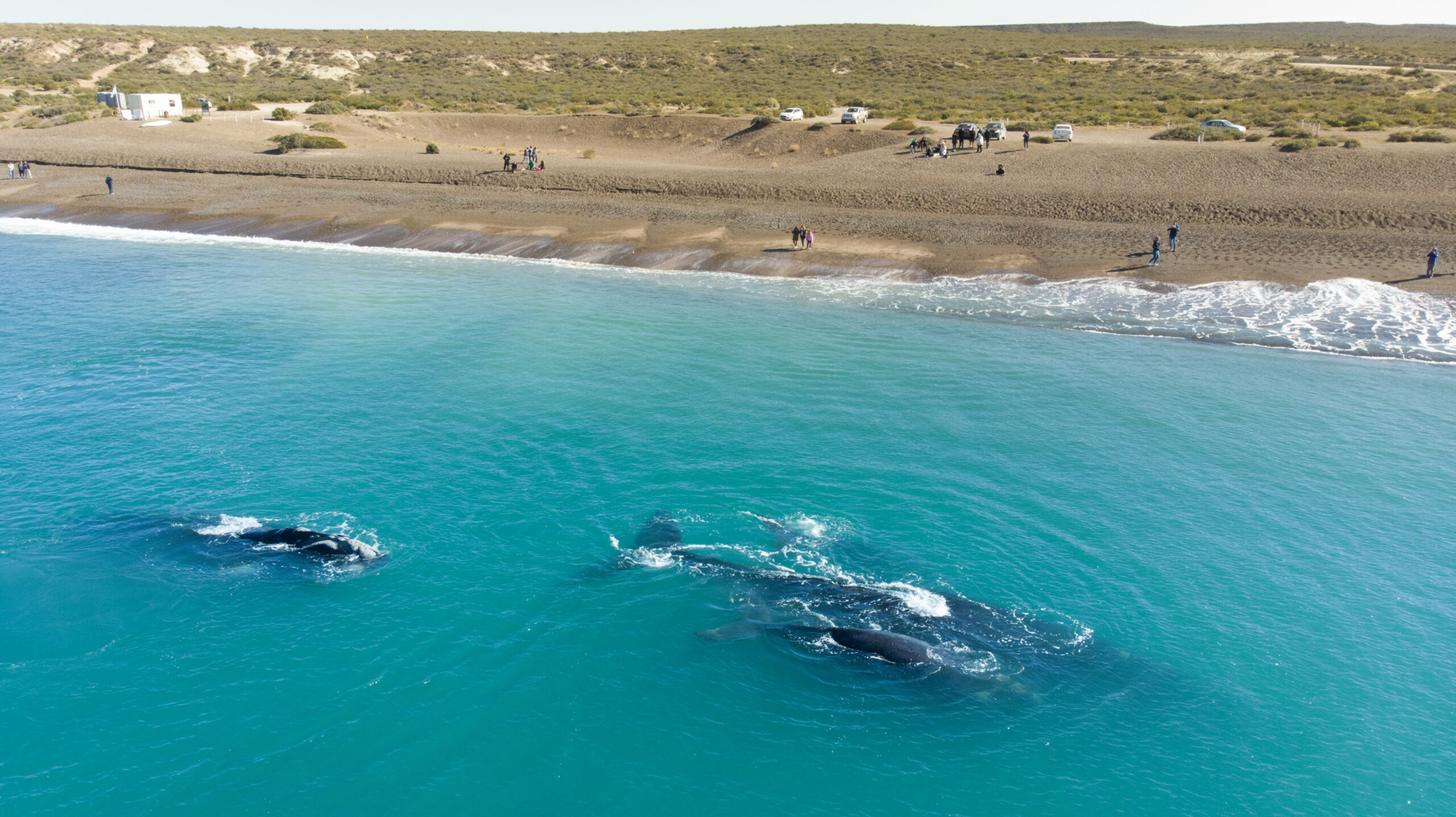 VACACIONES DE INVIERNO EN PUERTO MADRYN: BALLENAS, GASTRONOMÍA Y AVENTURA
