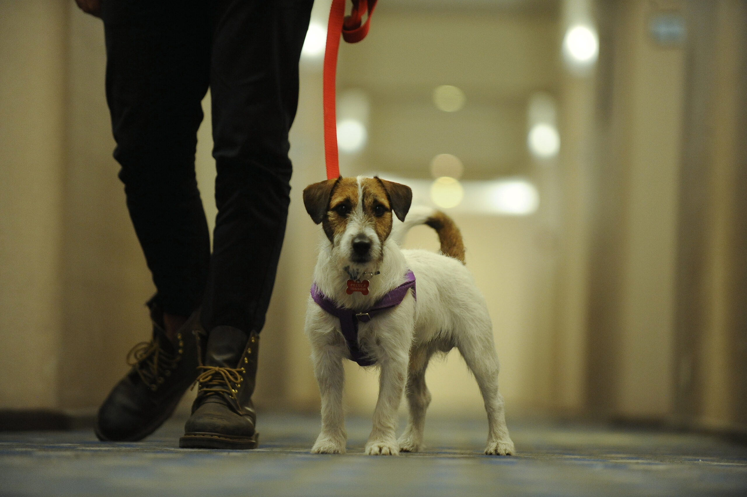 ¡GUAU! La tendencia pet friendly por la que Sheraton Buenos Aires Hotel continúa apostando