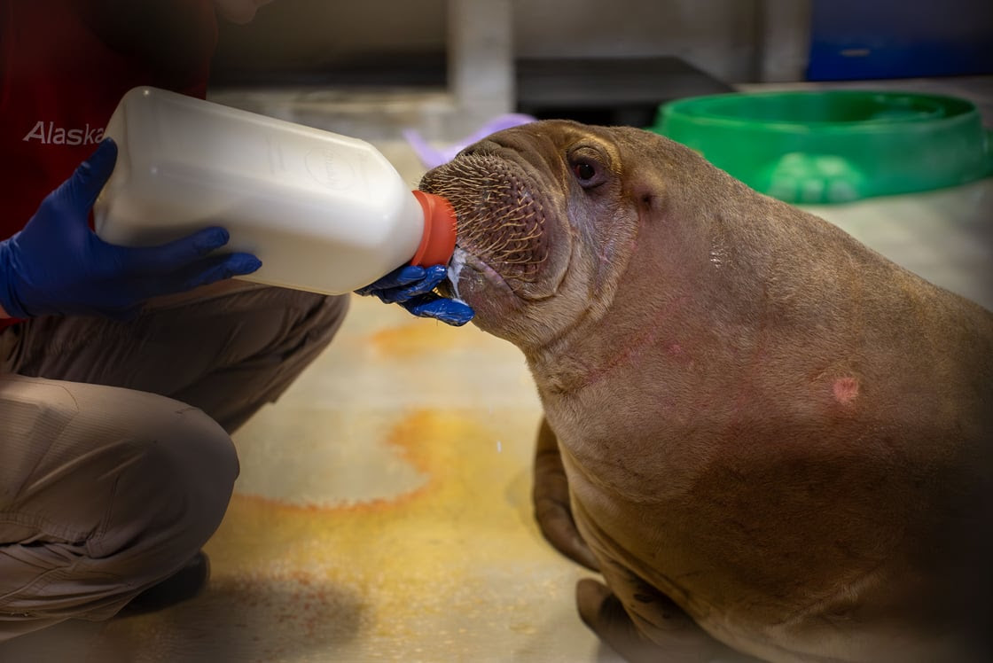 SeaWorld Orlando da la bienvenida a un nuevo hogar a una cría de morsa del Pacífico huérfana rescatada en Alaska