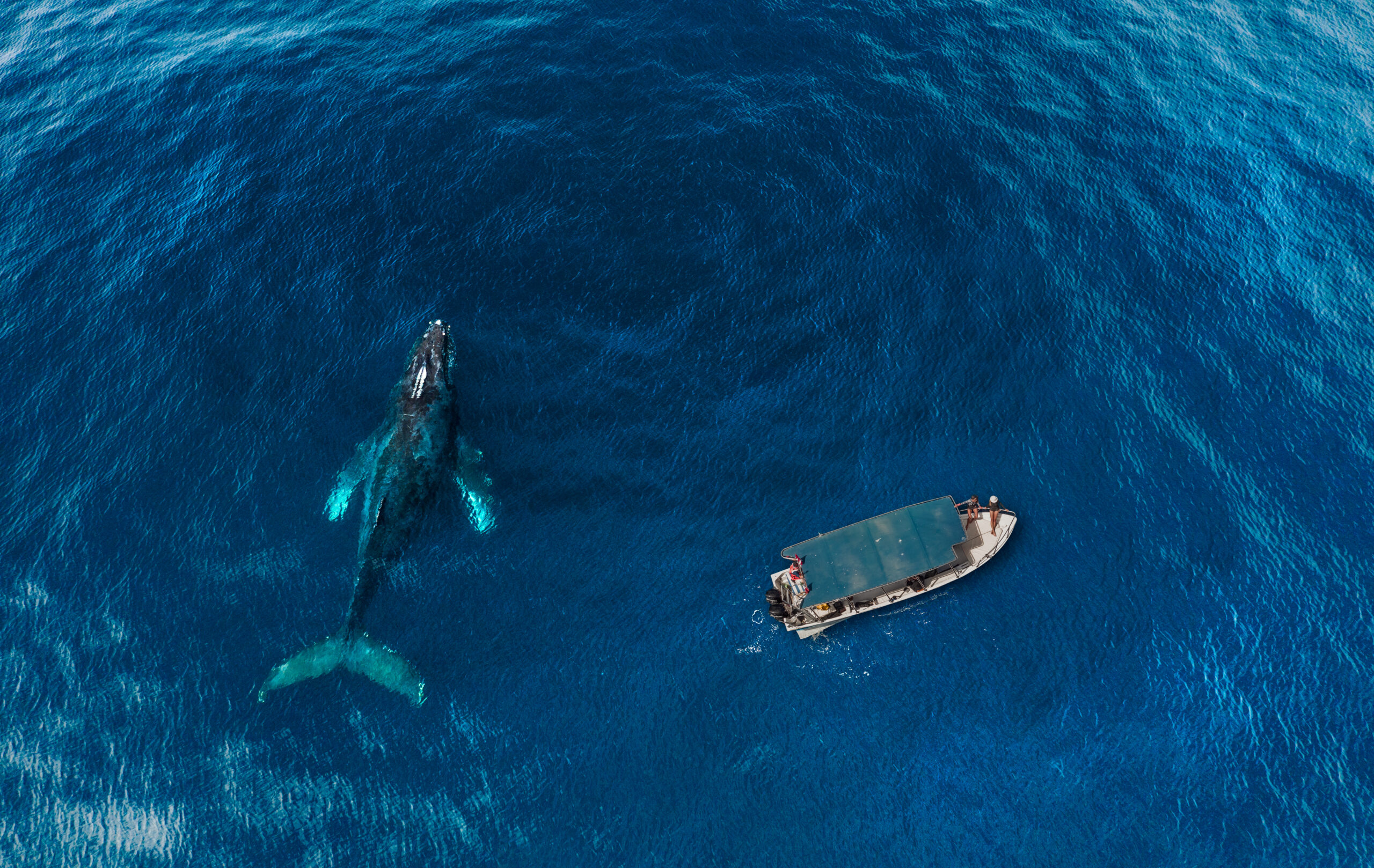 Llegó la temporada de ballenas a Los Cabos