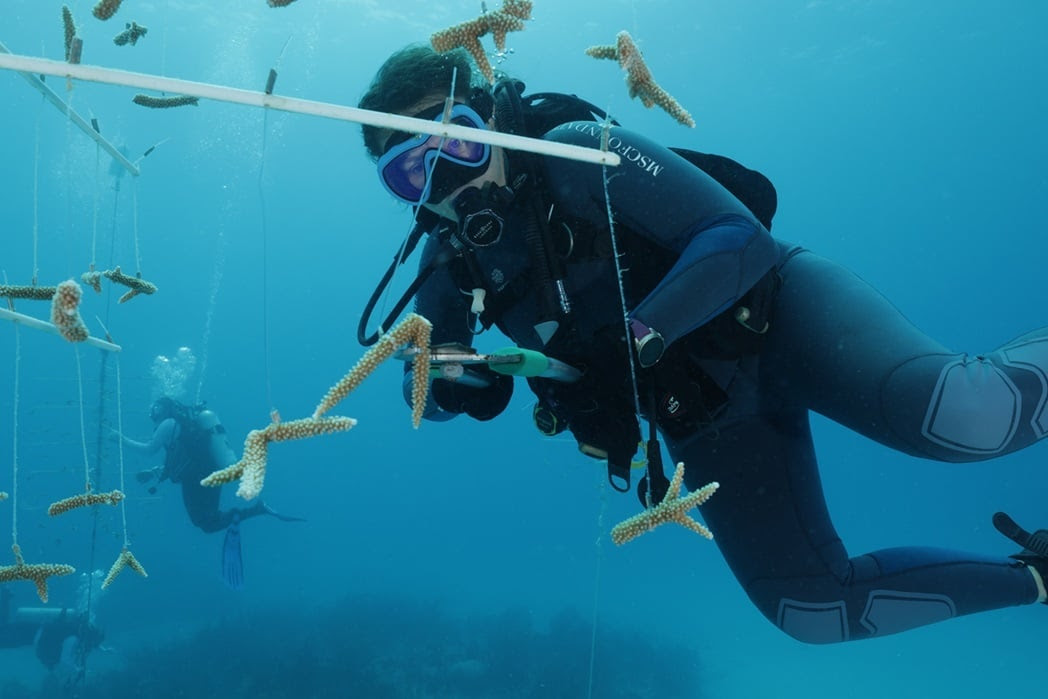 La Fundación MSC y el Instituto Perry de Ciencias Marinas refuerzan la colaboración en ciencias del coral en las Bahamas