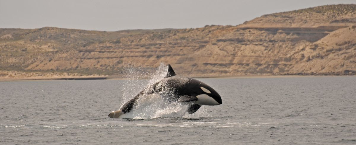 LAS ORCAS CAUTIVAN A LOS TURISTAS EN PENÍNSULA VALDÉS