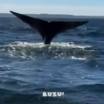 PUERTO MADRYN: ELEGIDA COMO DESTINO PARA PROMOCIONAR UNA NUEVA PELÍCULA