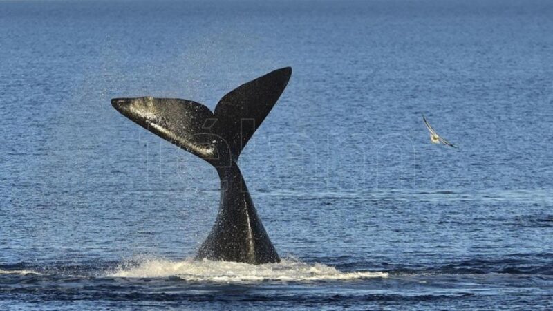 Llegan las ballenas a Buenos Aires: Puerto Madryn lanzó una campaña con beneficios para experiencias, alojamiento y gastronomía