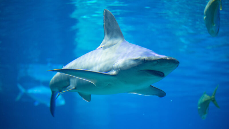 SeaWorld celebra Mes de Concientización sobre Tiburones con iniciativas que preservan la especie
