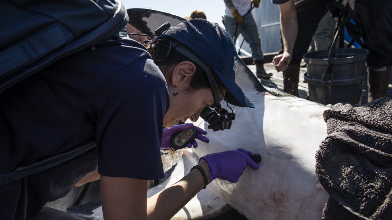 Científica latina de SeaWorld tiene proyecto de investigación con tiburones blancos