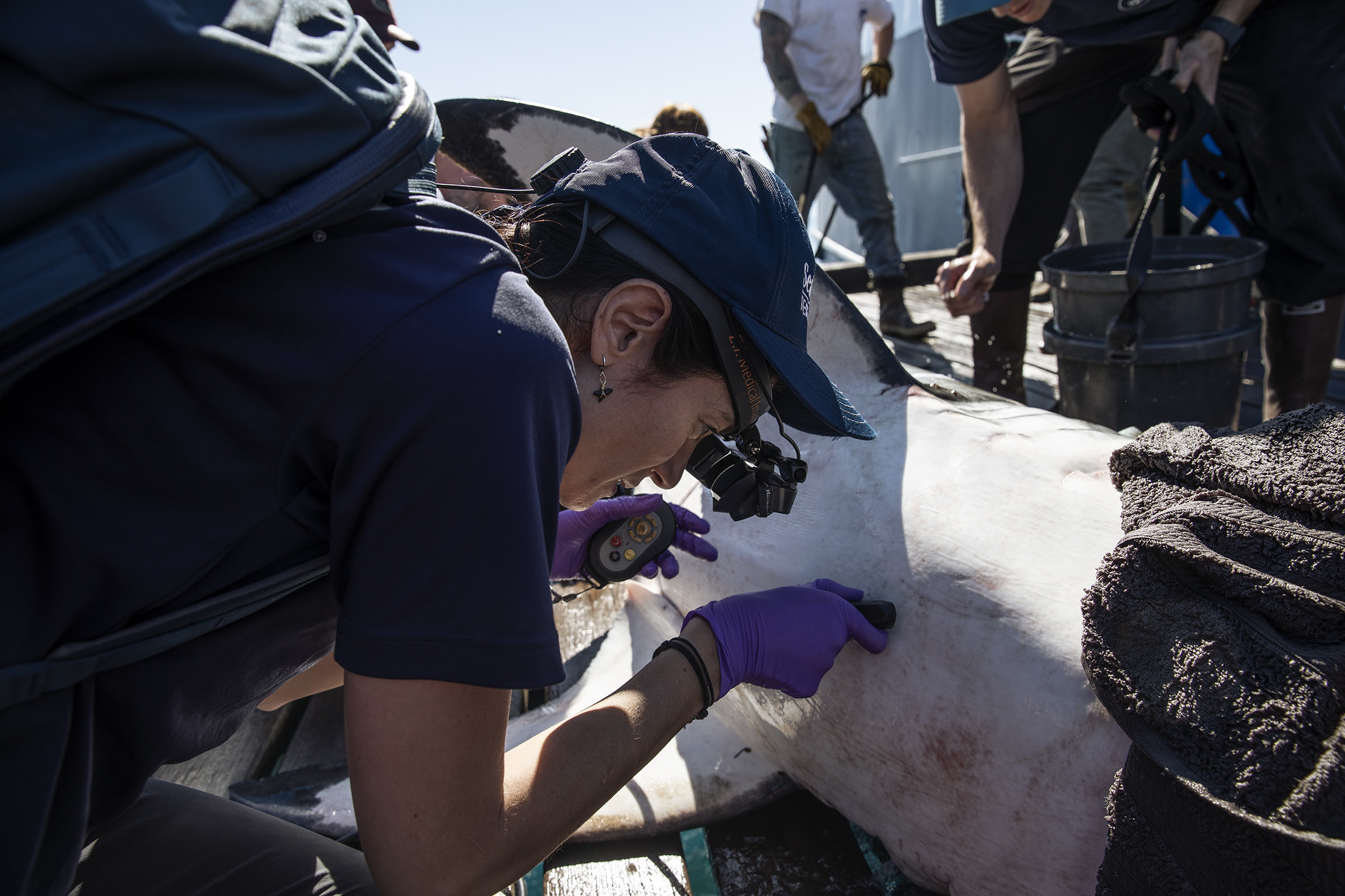Científica latina de SeaWorld tiene proyecto de investigación con tiburones blancos