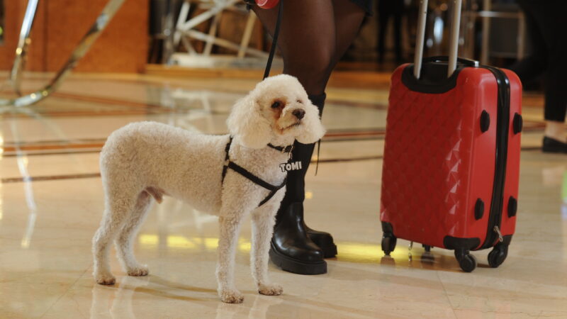 Sheraton Buenos Aires Hotel y Royal Canin se unen para ofrecer una experiencia única para los amantes de los perros