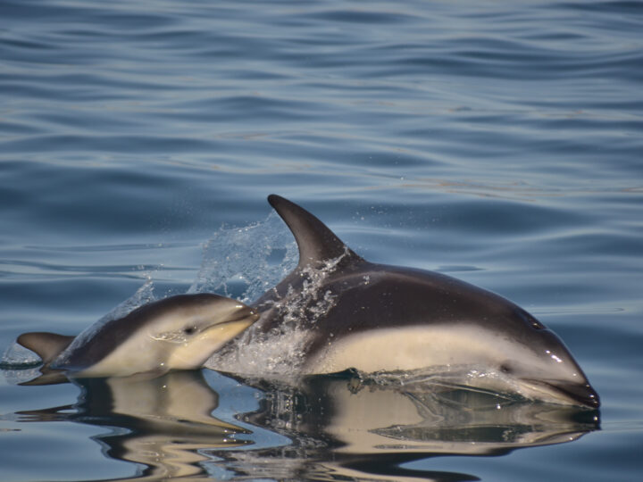 PUERTO MADRYN: EL DESTINO DE PLAYA QUE ELIJEN LOS PATAGÓNICOS Y QUE ES TENDENCIA POR EL CONTACTO CON LA FAUNA, LA NATURALEZA Y LA OFERTA DEPORTIVA