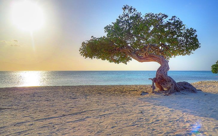 Aruba: ahora podes explorar la belleza de la isla feliz sin salir de casa