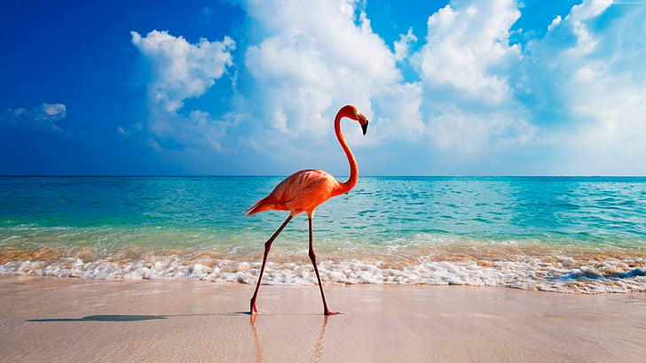 Aruba, un destino mágico para disfrutar en familia en estas vacaciones de invierno 2024￼