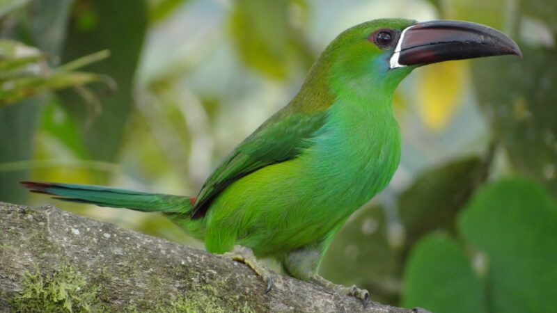 Cóndores, colibríes y tucanes en Quito, una meca del “birdwatching” con 542 tipos de aves