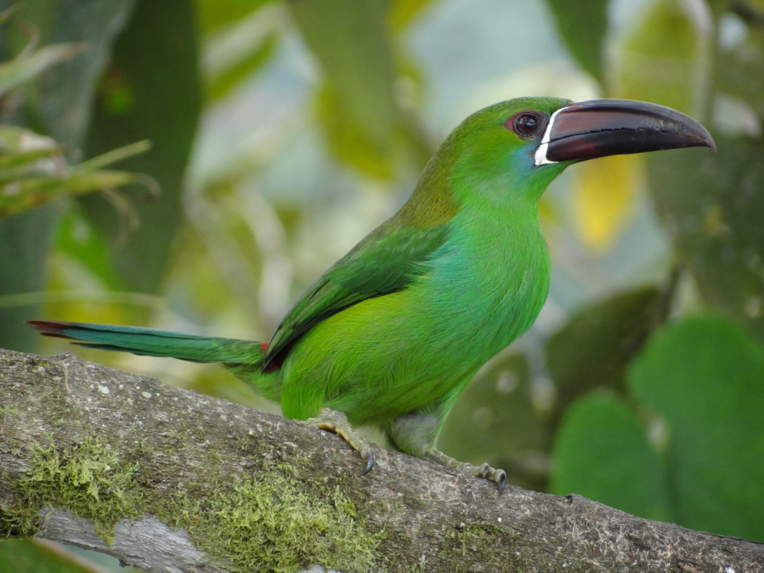 Cóndores, colibríes y tucanes en Quito, una meca del “birdwatching” con 542 tipos de aves