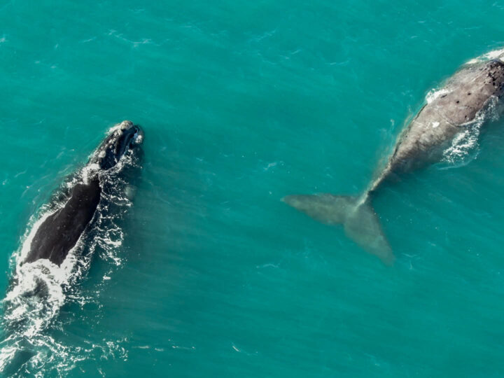 Ballenas en Miramar