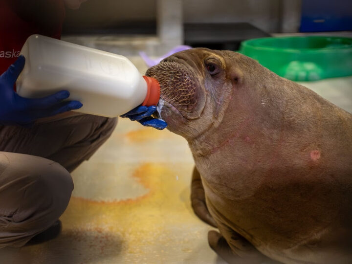 SeaWorld Orlando da la bienvenida a un nuevo hogar a una cría de morsa del Pacífico huérfana rescatada en Alaska