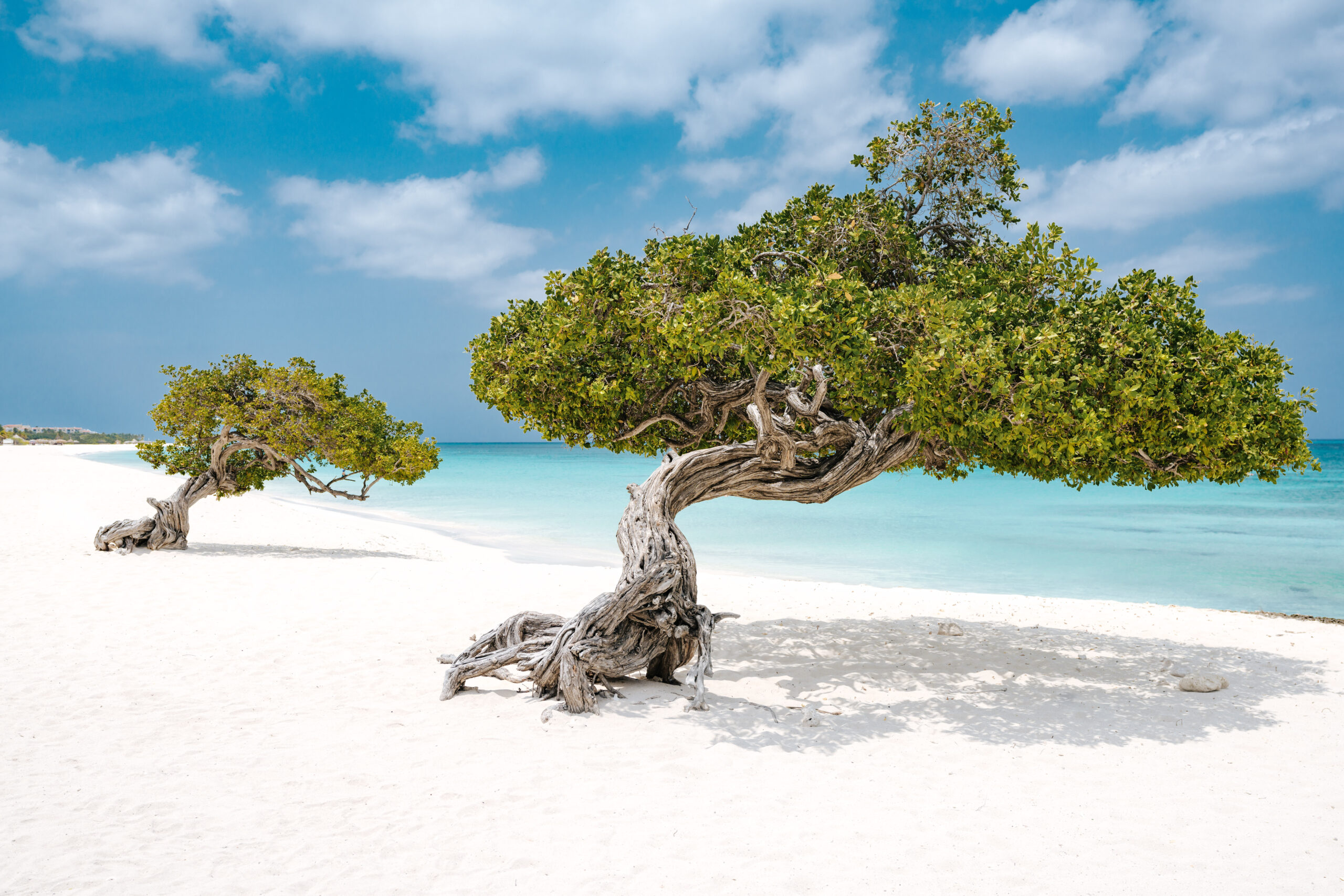 Eagle Beach de Aruba, reconocida como la mejor playa del Caribe en los Premios Travelers’ Choice, Playas 2025 y la tercera mejor del mundo