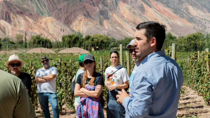 Vino, Música y Gastronomía: La Vendimia de El Bayeh se celebra en la Quebrada de Humahuaca