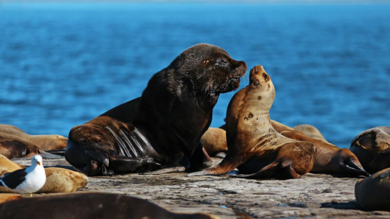 FAUNA TOTAL EN PUERTO MADRYN: EL SAFARI MARINO ÚNICO EN EL MUNDO