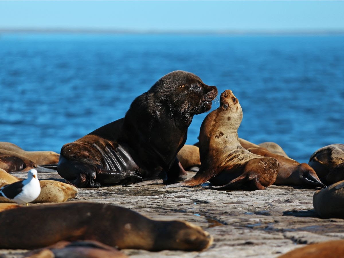 FAUNA TOTAL EN PUERTO MADRYN: EL SAFARI MARINO ÚNICO EN EL MUNDO