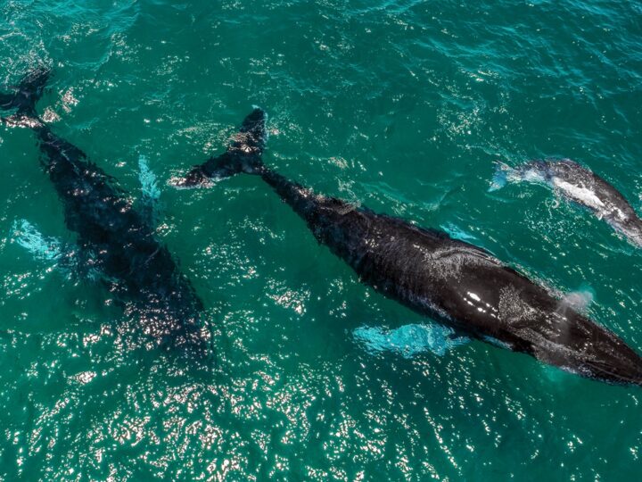 Panamá avanza hacia un modelo de turismo que protege, regenera y conecta