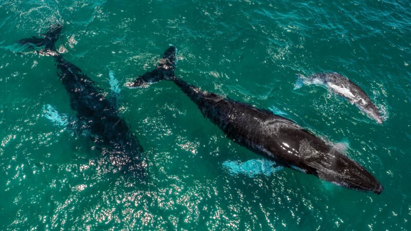 Panamá avanza hacia un modelo de turismo que protege, regenera y conecta