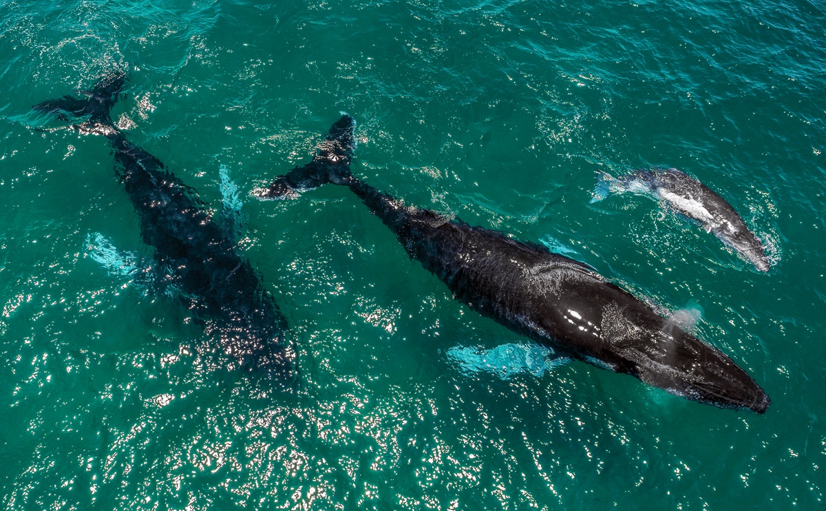 Panamá avanza hacia un modelo de turismo que protege, regenera y conecta
