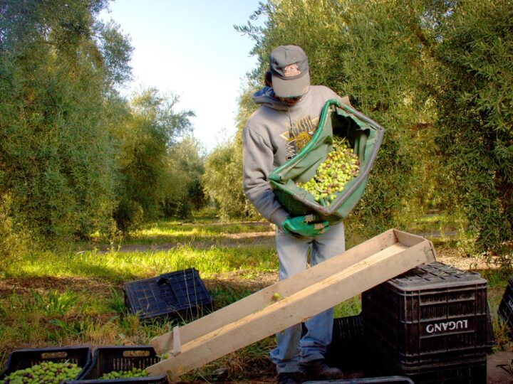 Primeras Jornadas Nacionales de Oleoturismo en Mendoza