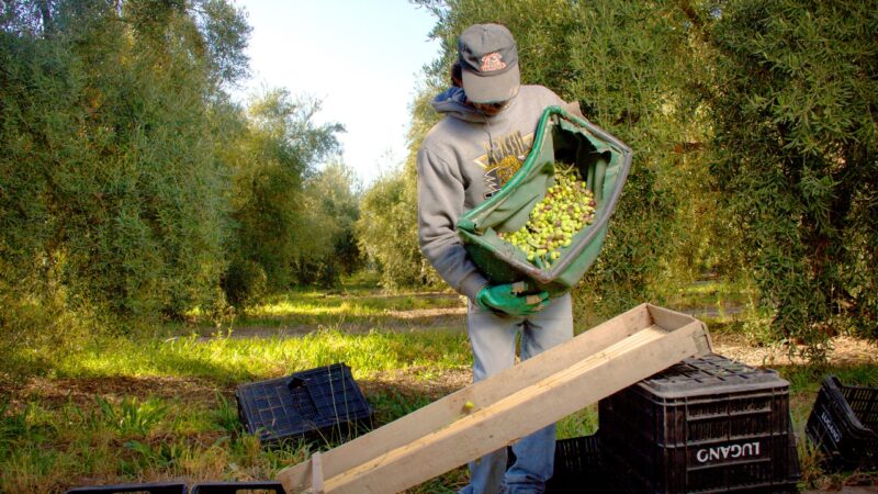 Primeras Jornadas Nacionales de Oleoturismo en Mendoza