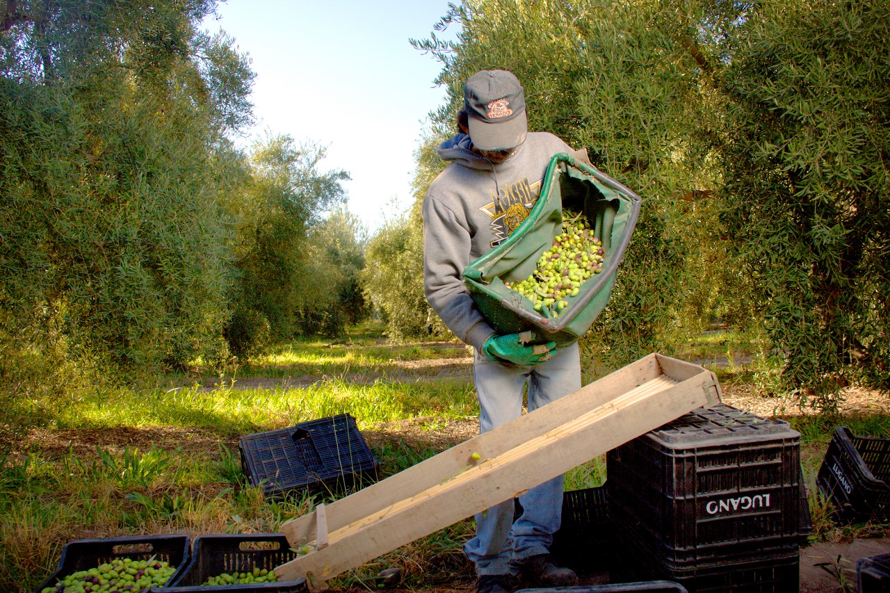 Primeras Jornadas Nacionales de Oleoturismo en Mendoza