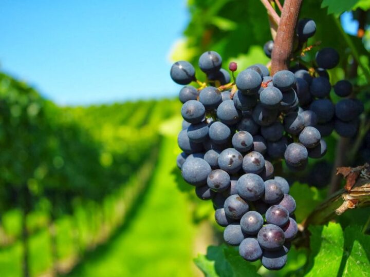 Uruguay, un viaje entre viñedos, mar y sabores