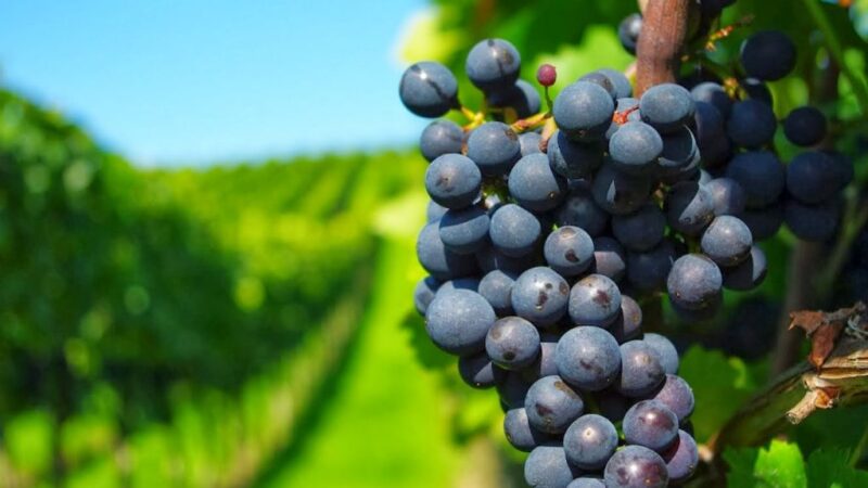 Uruguay, un viaje entre viñedos, mar y sabores