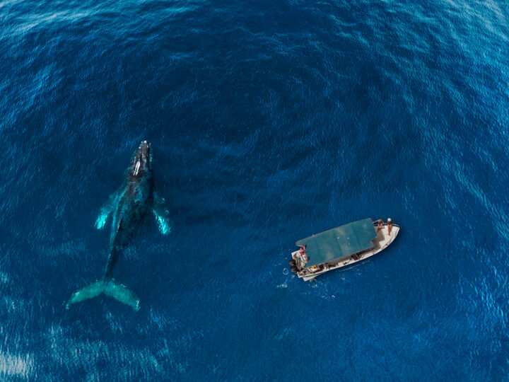 Llegó la temporada de ballenas a Los Cabos