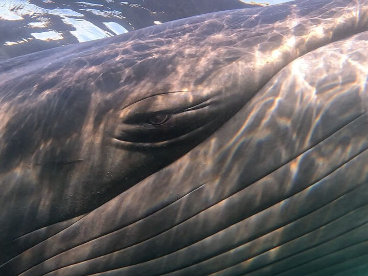 LA BALLENA QUE VOLVIÓ DEL SILENCIO: COMODORO RIVADAVIA CELEBRA EL REGRESO HISTÓRICO DE LA BALLENA SEI