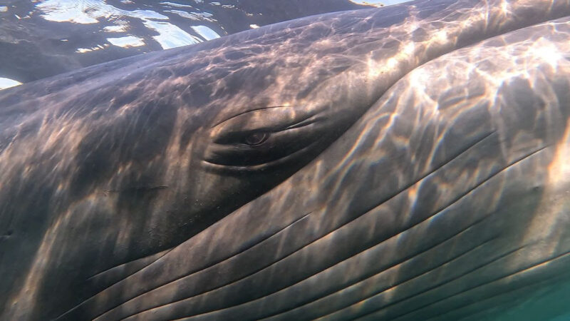 LA BALLENA QUE VOLVIÓ DEL SILENCIO: COMODORO RIVADAVIA CELEBRA EL REGRESO HISTÓRICO DE LA BALLENA SEI