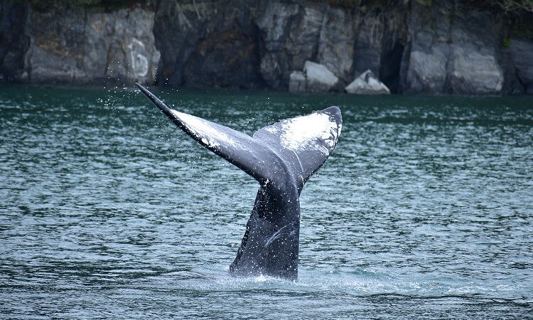 MSC CRUCEROS SE ASOCIA CON LA ORGANIZACIÓN DE CONSERVACIÓN MARINA ORCA DURANTE SU TEMPORADA INAUGURAL EN ALASKA