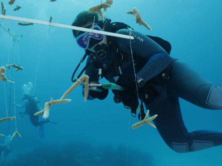 La Fundación MSC y el Instituto Perry de Ciencias Marinas refuerzan la colaboración en ciencias del coral en las Bahamas