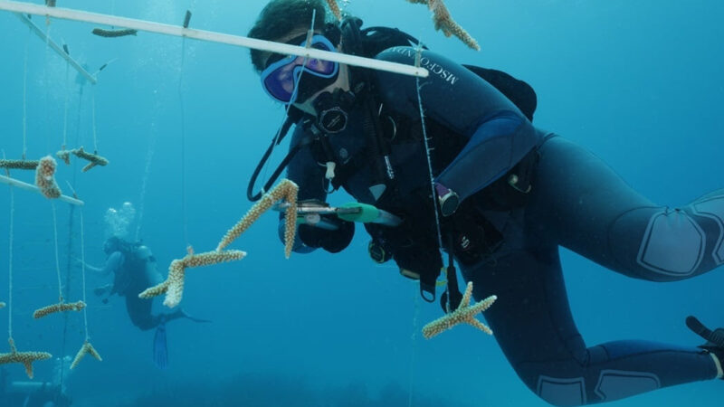 La Fundación MSC y el Instituto Perry de Ciencias Marinas refuerzan la colaboración en ciencias del coral en las Bahamas