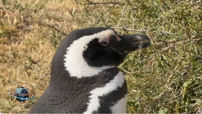 Puerto Madryn: Punta Tombo, Gaiman, Trelew