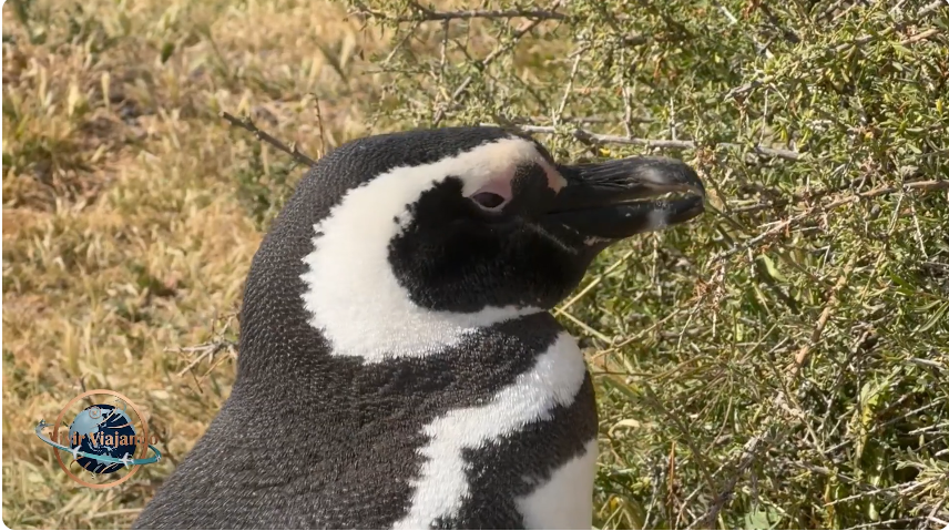 Puerto Madryn: Punta Tombo, Gaiman, Trelew