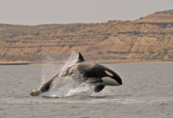 LAS ORCAS CAUTIVAN A LOS TURISTAS EN PENÍNSULA VALDÉS
