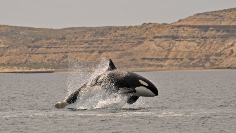 LAS ORCAS CAUTIVAN A LOS TURISTAS EN PENÍNSULA VALDÉS