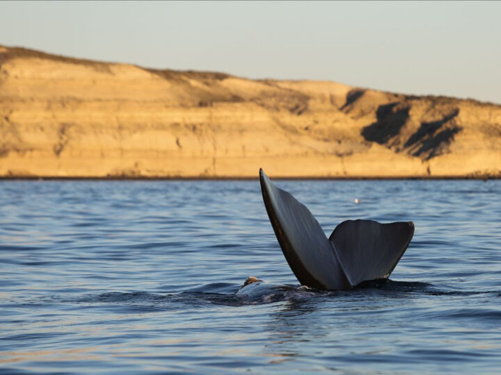 LAS BALLENAS YA LLEGARON A PUERTO MADRYN