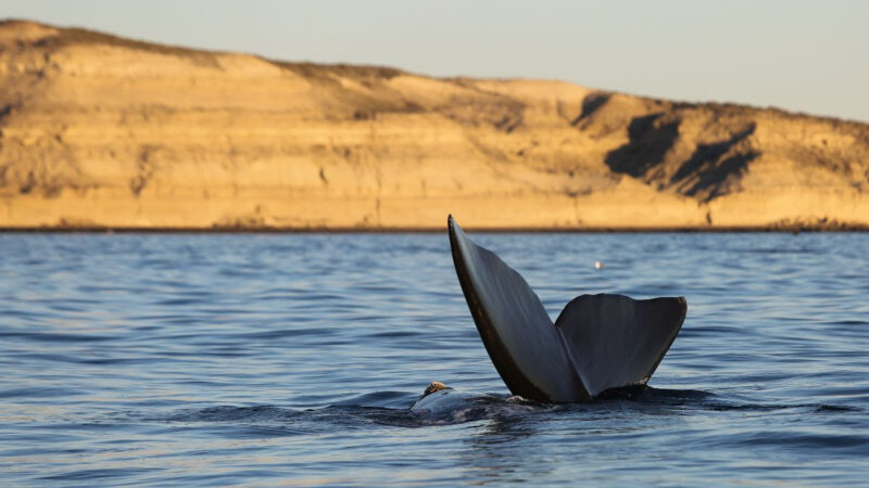 LAS BALLENAS YA LLEGARON A PUERTO MADRYN