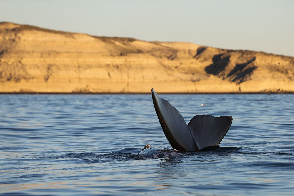 LAS BALLENAS YA LLEGARON A PUERTO MADRYN