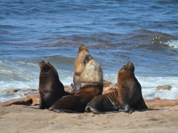 El Gran Escenario del Atlántico: se disfruta la Temporada de fauna marina en Río Negro