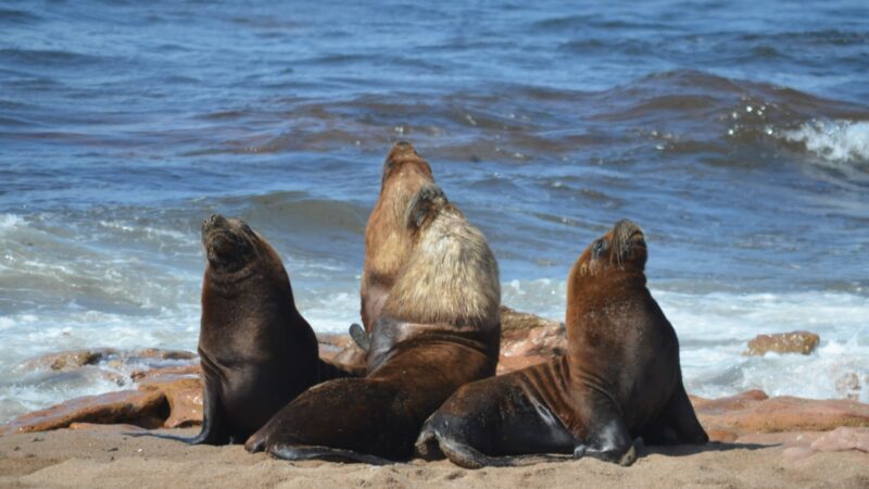 El Gran Escenario del Atlántico: se disfruta la Temporada de fauna marina en Río Negro