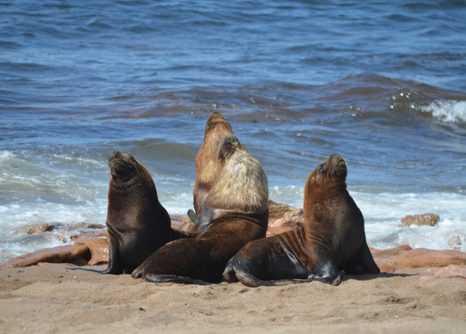 El Gran Escenario del Atlántico: se disfruta la Temporada de fauna marina en Río Negro