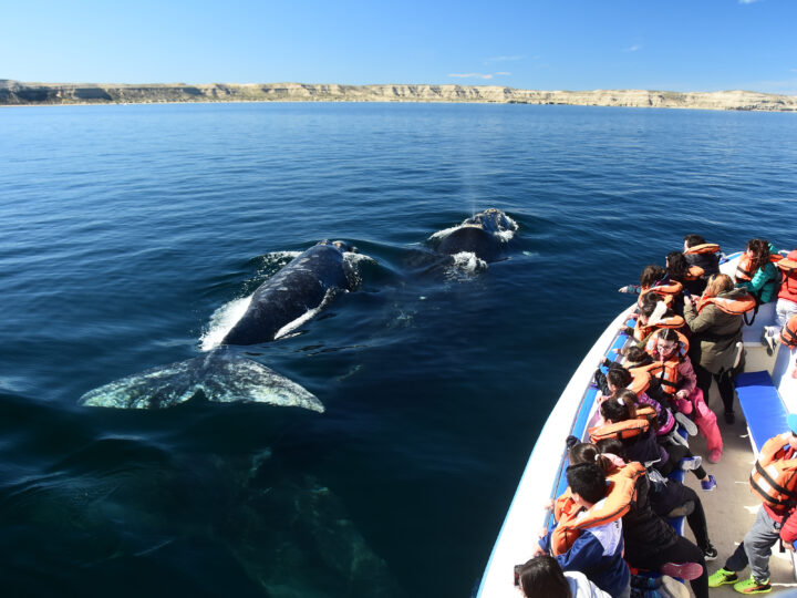 VACACIONES DE INVIERNO EN PUERTO MADRYN: LA TEMPORADA PERFECTA PARA ENCONTRARSE CARA A CARA CON LAS BALLENAS